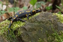 Feuersalamander